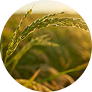 Imagem AGRO